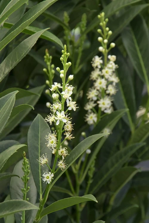 Schip Laurel (Prunus Laurocersasus 'Schipkaensis') - 6 Pack Of 1 Gallon Pots - Image 6