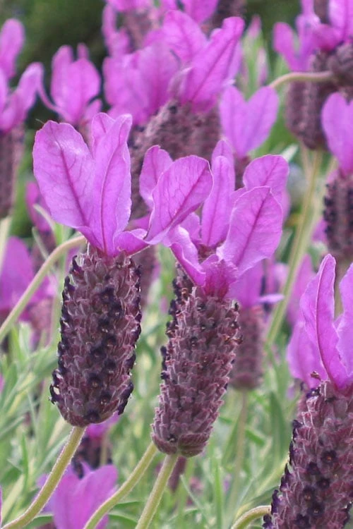 Otto Quast Spanish Lavender - 5 Pack Of Quart Pots