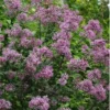 Bloomerang Purple Lilac - 2 Gallon Pot