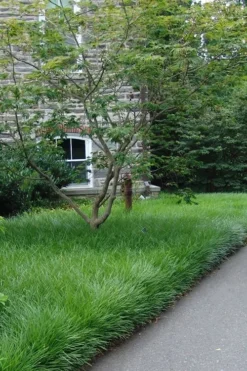 Creeping Lilyturf (Liriope Spicata) - 36 Pack Of 3.5" Pint Pots