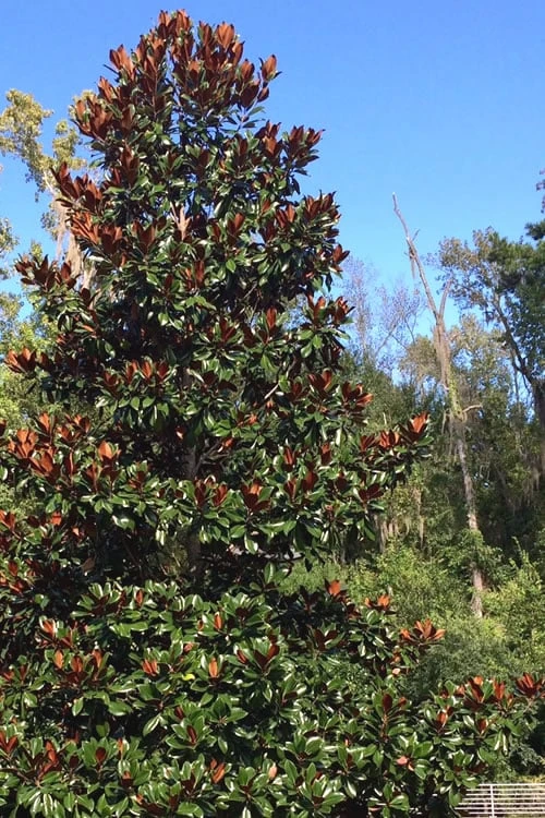 Brackens Brown Beauty Magnolia - 7 Gallon Pot (4-5') - Image 4
