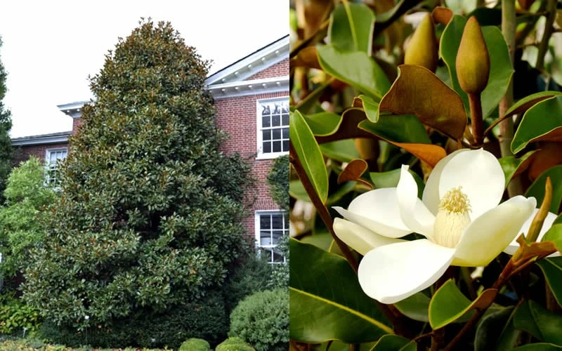 Brackens Brown Beauty Magnolia - 7 Gallon Pot (3-4') - Image 5