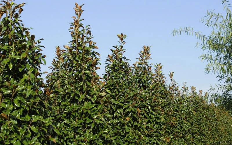 Brackens Brown Beauty Magnolia - 5 Gallon Pot - Image 7