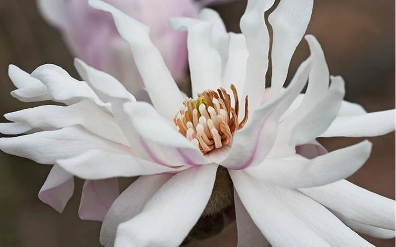 Centennial Star Magnolia - 3 Gallon Pot - Image 6