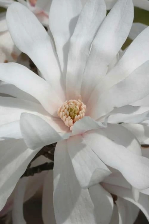 Centennial Star Magnolia - 3 Gallon Pot - Image 7