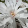 Centennial Star Magnolia - 1 Gallon Pot