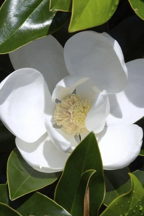 Claudia Wannamaker Southern Magnolia - 5 Gallon Pot