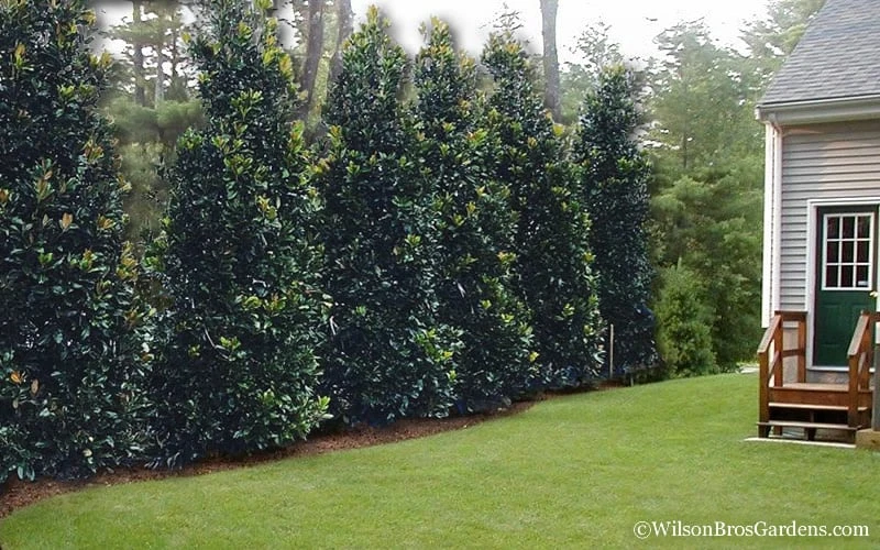 Claudia Wannamaker Southern Magnolia - 5 Gallon Pot - Image 5