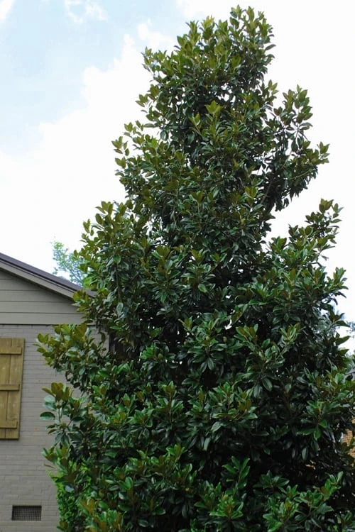 Claudia Wannamaker Southern Magnolia - 5 Gallon Pot - Image 4