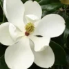 Little Gem Dwarf Southern Magnolia - 5 Gallon Pot