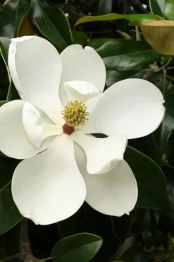 Little Gem Dwarf Southern Magnolia - 5 Gallon Pot