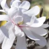 Royal Star Magnolia - 1 Gallon Pot