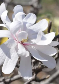 Royal Star Magnolia - 1 Gallon Pot