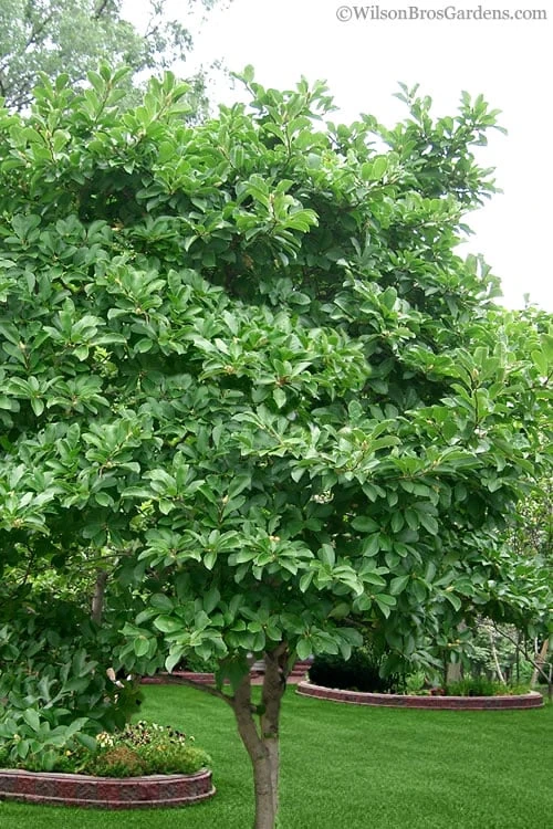 Royal Star Magnolia - 2 Gallon Pot - Image 5