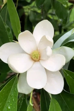 Northern Belle Sweetbay Magnolia Tree - Magnolia Virginiana - 3 Gallon Pot