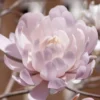 Centennial Blush Star Magnolia - 3 Gallon Pot