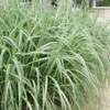 Variegated Maiden Grass - Miscanthus Sinensis 'Variegatus' - 1 Gallon Pot