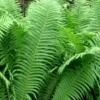 The King Ostrich Fern (Matteuccia Struthiopteris) - 6 Pack Of 1 Gallon Pots