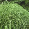 Little Zebra Grass - Miscanthus - 3 Gallon Pot