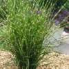 Porcupine Zebra Grass (Miscanthus Sinensis 'Strictus') - 3 Gallon Pot