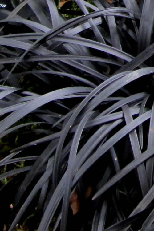 Black Mondo Grass - Ophiopogon Planiscapus 'Nigrescens' - 6 Pack Of 1 Gallon Pots - Image 7