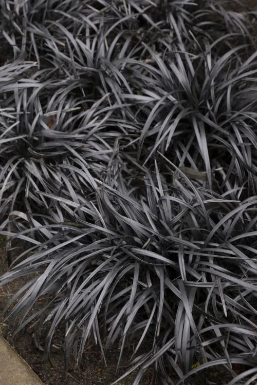 Black Mondo Grass - Ophiopogon Planiscapus 'Nigrescens' - 6 Pack Of 1 Gallon Pots