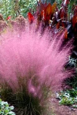 Pink Muhly Grass - Cotton Candy Grass - 1 Gallon Pot