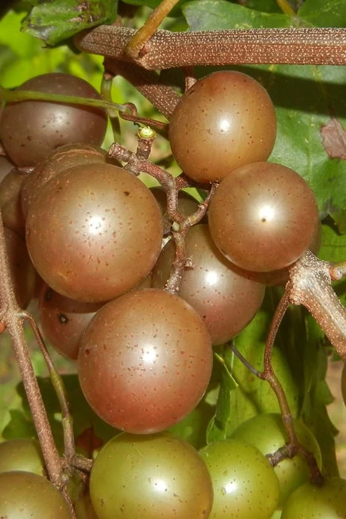 Carlos Bronze Muscadine Grape Vine - 6 Pack Of 1 Gallon Pots