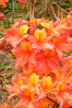 King's Trumpeter Aromi Azalea (Rhododendron Hybrid) - 3 Gallon Pot