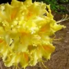 Lemonade Aromi Azalea (Rhododendron Hybrid) - 1 Gallon Pot