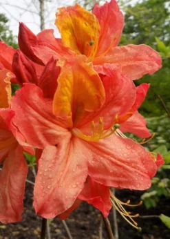 Mary Poppins Azalea (Rhododendron) - 5 Gallon Pot