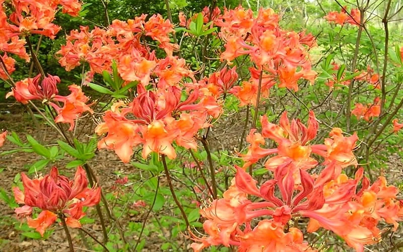 Mauvilla Gold Aromi Azalea (Rhododendron Hybrid) - 3 Gallon Pot - Image 4
