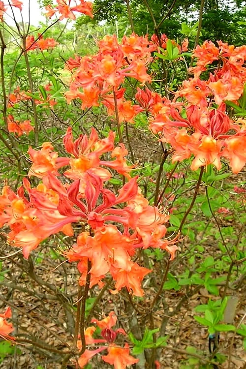 Mauvilla Gold Aromi Azalea (Rhododendron Hybrid) - 3 Gallon Pot - Image 5