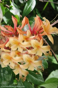 My Mary Native Azalea (Rhododendron) - 1 Gallon Pot