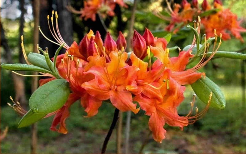 Oconee Native Azalea - Rhododendron Flammeum Speciosum - 1 Gallon Pot - Image 6