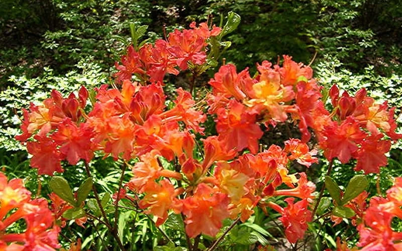 Oconee Native Azalea - Rhododendron Flammeum Speciosum - 1 Gallon Pot - Image 5