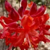 Radiant Red Aromi Azalea (Rhododendron Hybrid) - 1 Gallon Pot