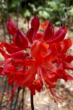 Radiant Red Aromi Azalea (Rhododendron Hybrid) - 1 Gallon Pot