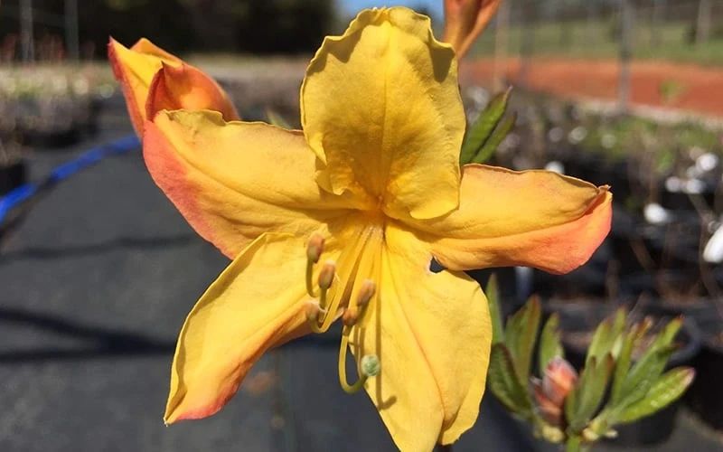 Spring Fanfare Aromi Azalea (Rhododendron Hybrid) - 1 Gallon Pot - Image 4