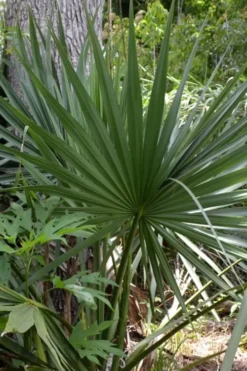 Cape Hatteras Cold Hardy Sabal Palm - 1 Gallon Pot