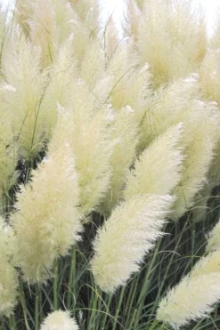 White Pampas Grass - 3 Gallon Pot