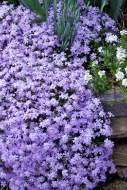 Emerald Cushion Blue Creeping Phlox - 6 Pack Of 1 Gallon Pots