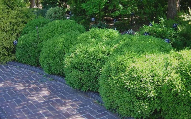 Franklins Gem Dwarf Boxwood - 6 Pack Of 1 Gallon Pots - Image 6