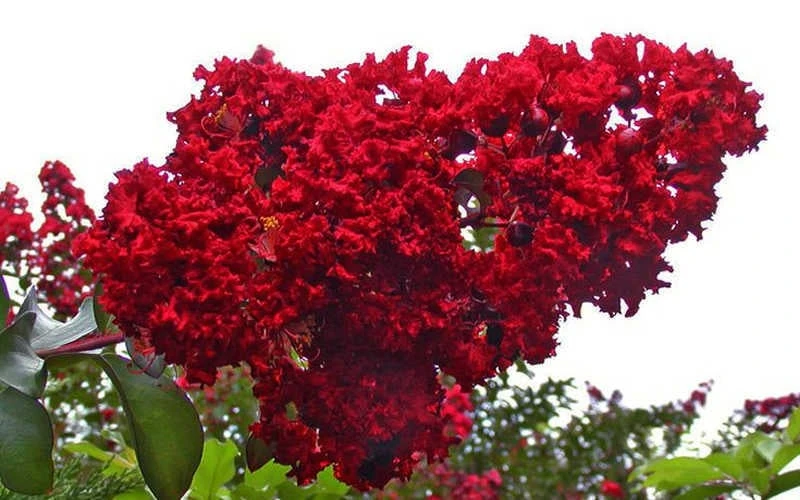 Dynamite Red Crape Myrtle - 5 Gallon Pot - Image 5