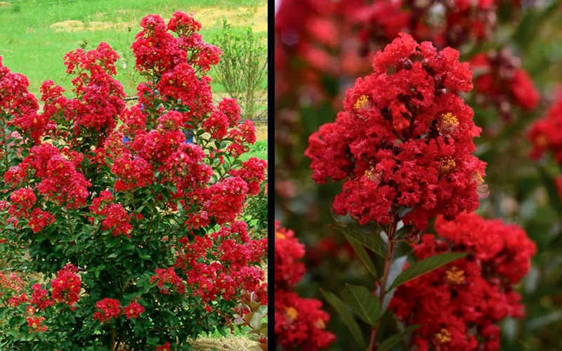 Enduring Summer Red Crape Myrtle - 3 Gallon Pot - Image 6
