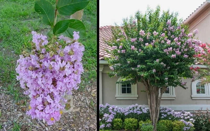 Muskogee Lavender Crape Myrtle - 6 Pack Of 1 Gallon Pots - Image 4