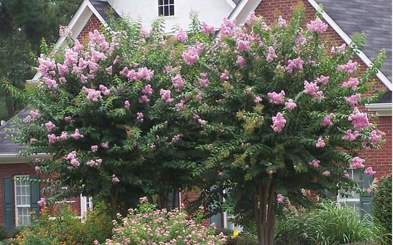Muskogee Lavender Crape Myrtle - 6 Pack Of 1 Gallon Pots - Image 5