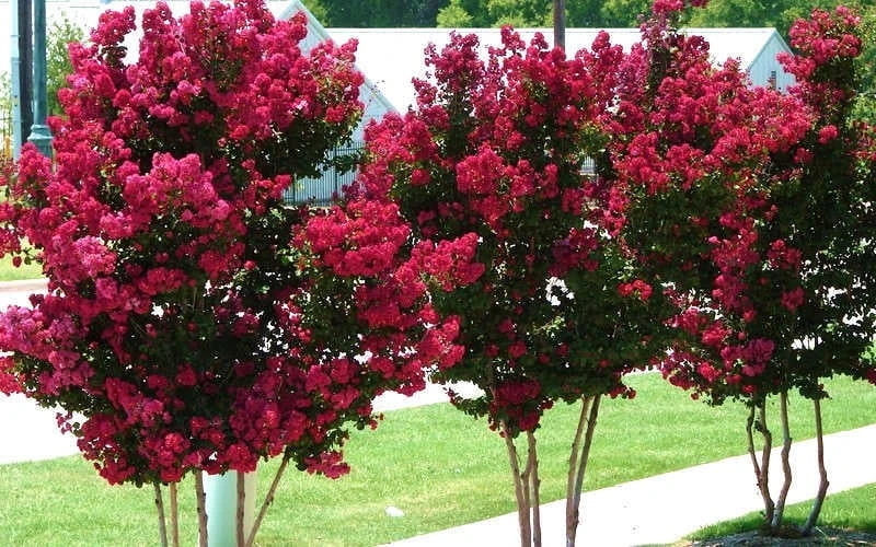Tonto Red Crape Myrtle - 7 Gallon Pot (4-5') - Image 6