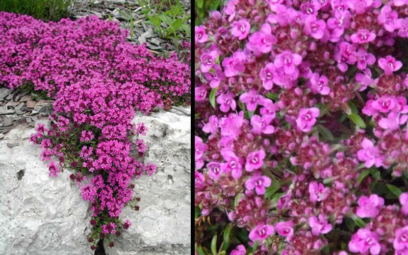 Red Creeping Thyme (Thymus Praecox 'Coccineus') - 5 Pack Of Quart Pots - Image 6
