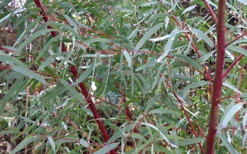 Angus Cold Hardy Eucalyptus Tree (Eucalyptus Nicholii) - 2 Gallon Pot - Image 5